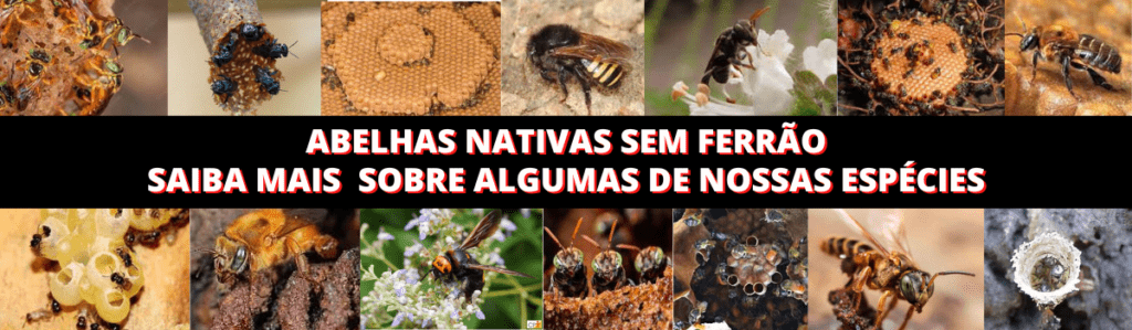 Abelhas Nativas Sem Ferrão Conheça algumas de nossas espécies